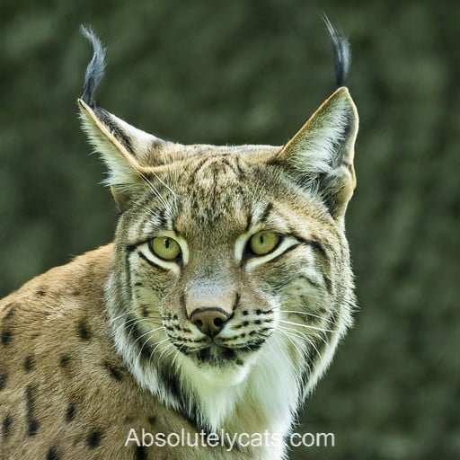 Alpine Lynx Cat