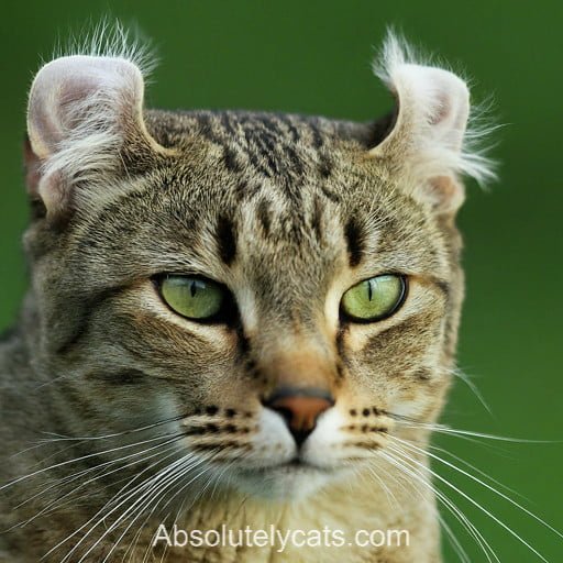 American Curl Cat