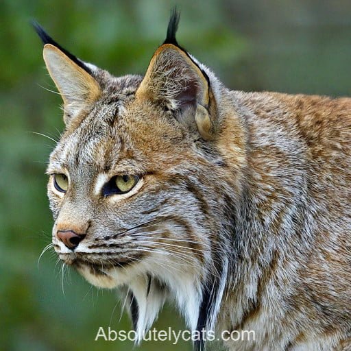 American Lynx Cat