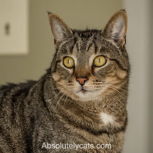 American Wirehair Cat