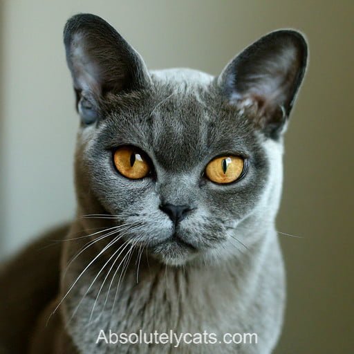 Blue Burmese Cat