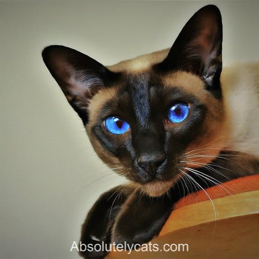 Blue-Eyed Siamese Cat