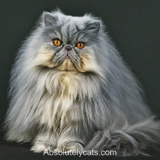 Blue and Cream Persian Cat