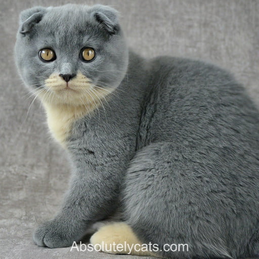 Cream Scottish Fold Cat