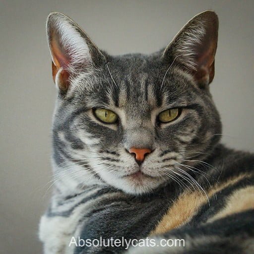 Blue and Cream Tabby Cat