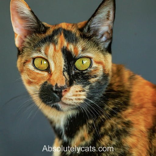 Brazilian Tortoiseshell Cat