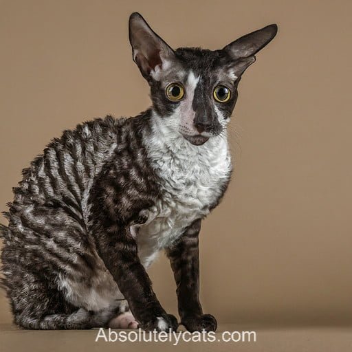 Cornish Rex Cat