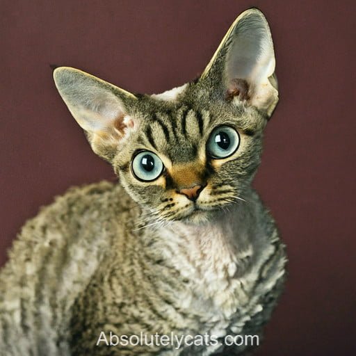 Devon Rex