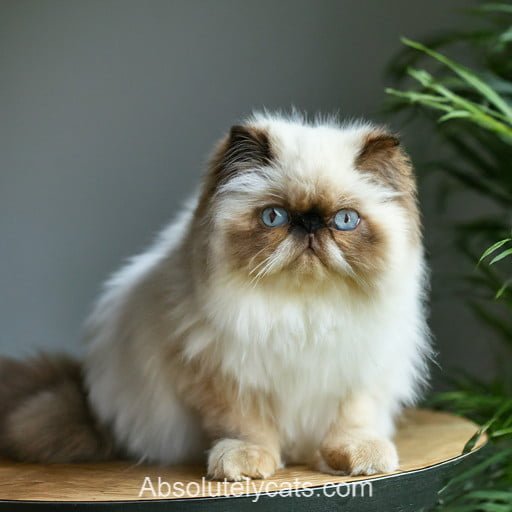 Himalayan Persian Cat