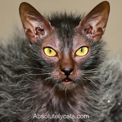 Lykoi Cat