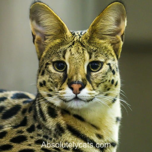 Savannah Cat