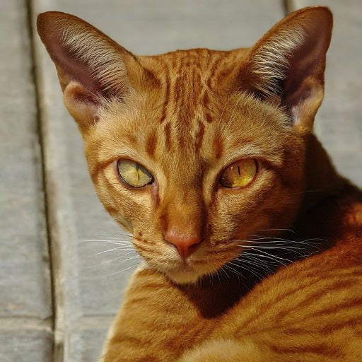 The Suphalak or Thong Daeng cat