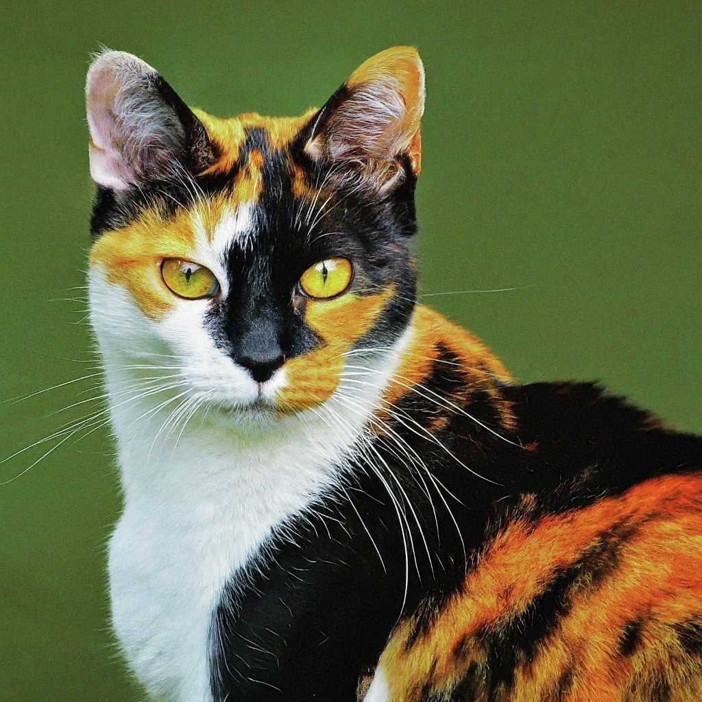 Cat Breeds With Calico Coloring