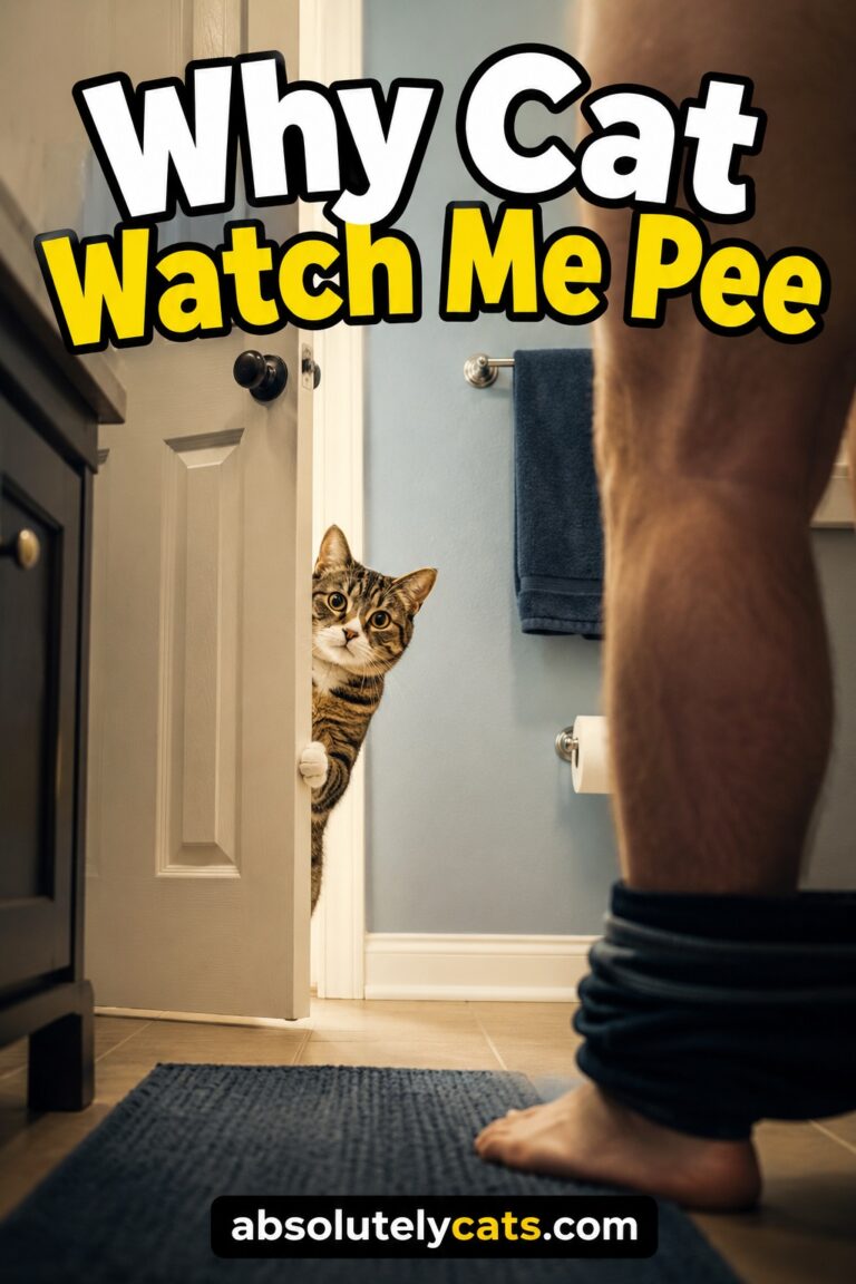 Why Cat Watch Me Pee